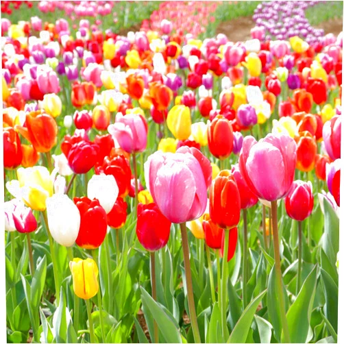 Eden Brothers Tulip Bulbs, Landscaper Mix, 100 Bulbs | Perennial Flowers, Spring or Fall Planted, Full Sun, Indoor Forcing or Outdoor Planting, Easy-to-Grow | Zones 3, 4, 5, 6, 7, 8