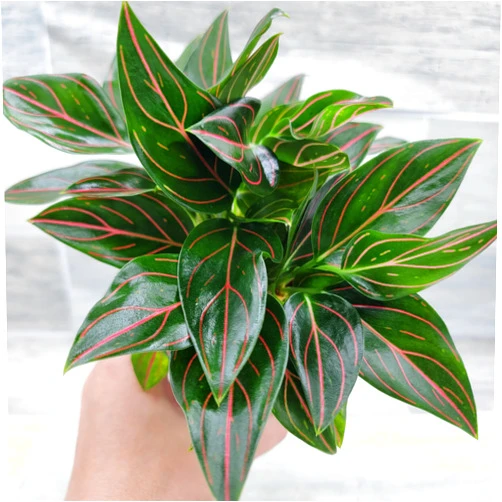 3exoticgreen Aglaonema Rotundum Tiger - Aglaonema Red Vein Chinese Evergreen Live Plant - Rare Indoor Houseplants - 4-Inch Pot - Exotic Live Indoor Plants for Home or Office by 3exoticgreen