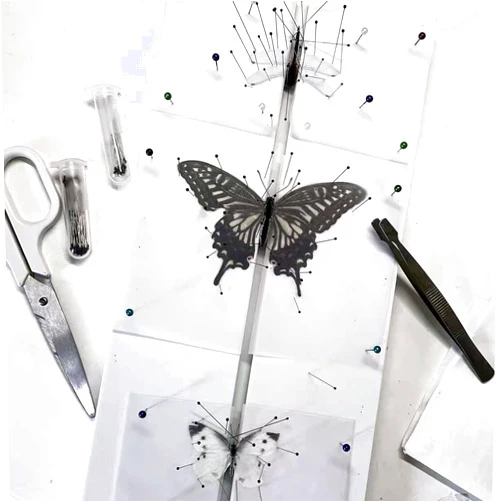 Asablve Insect Pinning Board, EVA Foam Board Pose Insects Boards Butterfly Spreading Wings Board Combined Plates, Adjustable Wide Spacing Double Sided Usable Insect Specimen Tools for Bugs Collection (1 PACK)