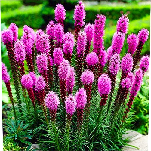 SeedsUA Blazing Star for Attract Bees (Liatris, Gayfeather) Spiny Pink Seeds Flowers for Planting Non GMO 50 Seeds