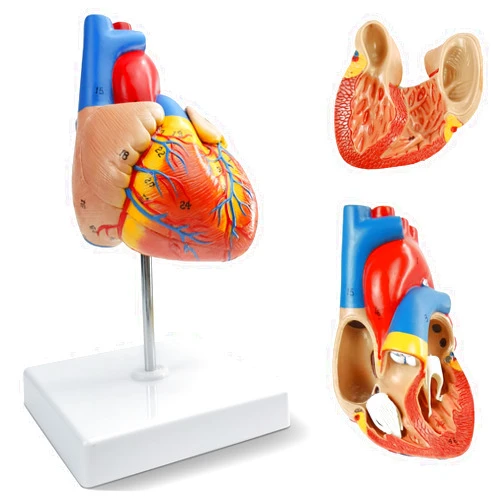 NEW HORIZON 2024 Newest Design Human Heart Model,2-Part Life Size Cardiac Anatomical Model, 48 Accurate Numbered Anatomical Structures with Number Manual, Magnets, Display Base, for Classroom and Cardiology Study