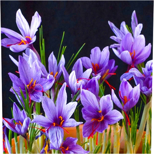 QAUZUY GARDEN 100 pcs Saffron Plant Seeds, Heirloom Purple Crocus Sativus Seeds for Planting Beautiful Flower Seed