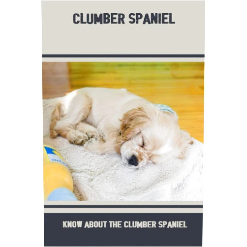 Rosendo Burroughs Clumber Spaniel: Know About The Clumber Spaniel