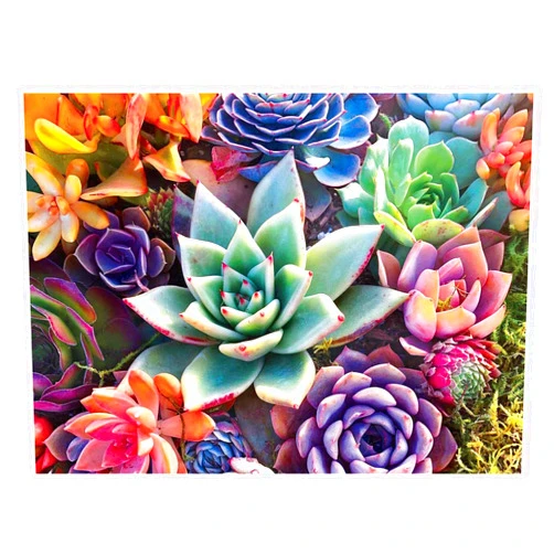 DOTZSO Succulents Diamond Painting Kits for Adults DIY 5D Round Full Drill Diamond Art,Very Suitable for Home Leisure and Wall Decoration 12x16inch (15.7 X 11.8 Inches) Diamond Painting Adult 5d Diamond Kit