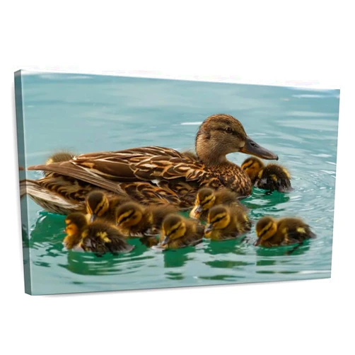 Elephant Stock - Duck Family Huddle Wall Art - Horizontal Canvas Wall Art - Living Room Wall Decor - Photography Animal Canvas Art - Teal And Brown Decor - 12