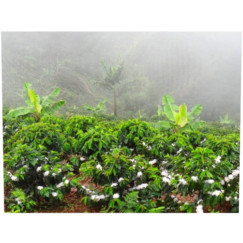 Micro Lot # 024-095 Colombian Green Unroasted Coffee Beans 3 Pounds Single Origin Farm Barcelona
