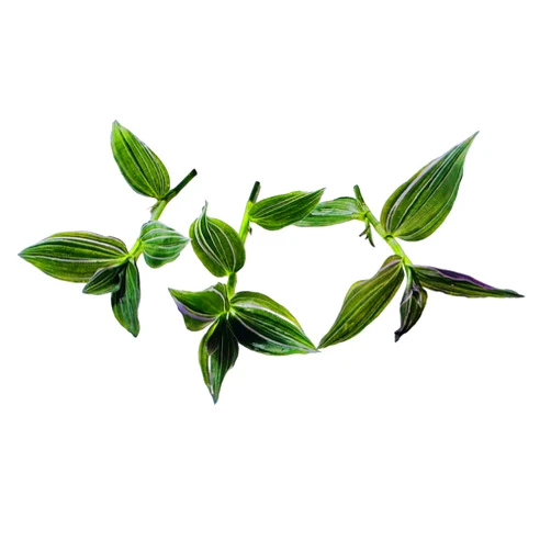FOLIAGEMS No Root Plant cuttings from USKC (3pc Tradescantia Flumenisis 'Lavender' no Root cuttings)