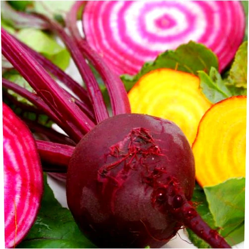 Botanical Interests Beets Gourmet Blend Certified Organic Heirloom Seeds 100 Seeds