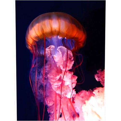 ArtDirect Gelly 11x14 UnFramed Art Print Poster Ready for Framing by PhotoINC Studio
