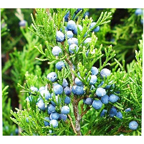 Treeseedplus Eastern Red cedar, Juniperus virginiana, Tree Seeds (Hardy Fragrant Evergreen) (30)