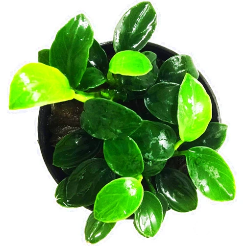 Greenpro Anubias Nana Petite Live Aquarium Plants Fish Tank Decorations Freshwater Plant