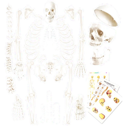 EVOTECH SCIENTIFIC Evotech Disarticulated Human Skeleton Model For Anatomy 67 inch High, Full Size Skeleton Models with Skull, Spine, Bones, Articulated Hand & Foot, for Anatomy Medical Learning