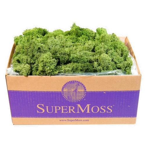 SuperMoss (25155) Reindeer Moss Preserved, Basil, 3 Pounds