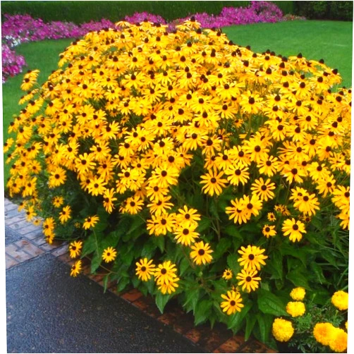 Votaniki Black Eyed Susan Bulbs - Perennial, Yellow Blooming Flower Black Eyed Susan (Rudbeckia Hirta) | Bloom in Late Summer & Early Fall - Easy to Grow (2 Pack)