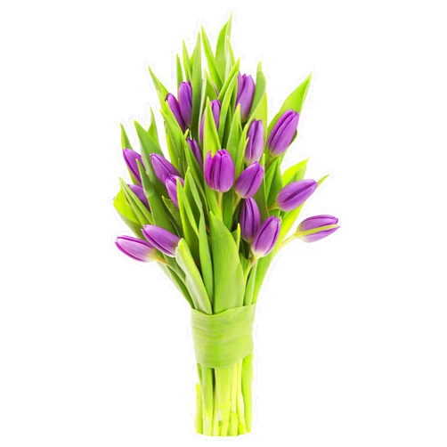 KaBloom - Bouquet of 20 Purple Tulips Farm-Fresh From Holland - Fresh Flowers for Birthday, Valentine's & Mother's Day
