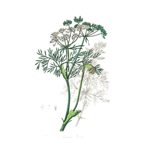 ArtDirect Caraway (carum Carui) Medical Botany 7x10 UnFramed Art Print Poster Ready for Framing by Stephenson, John