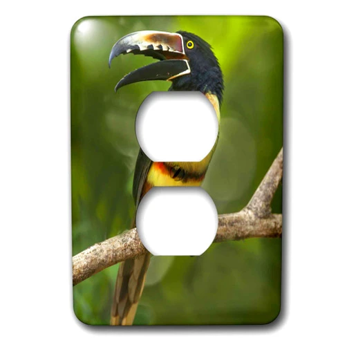 3dRose Central America, Costa Rica. Collared aracari toucan on... - Light Switch Covers (lsp-367267-6)