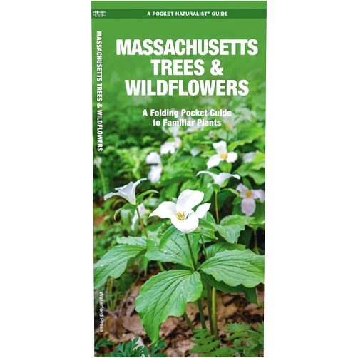James Kavanagh Waterford Press,Waterford Press Waterford Press,Leung Raymond Leung Raymond Massachusetts Trees & Wildflowers: A Folding Pocket Guide to Familiar Plants (Wildlife and Nature Identification)
