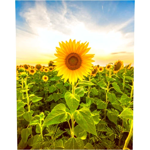 CZ Grain Mammoth Sunflower Seeds for Planting - Grow Giant Sun Flowers in Your Garden - 50 Non GMO Heirloom Seeds - Full Planting Instructions for Easy Grow - Great Gardening Gifts (1)