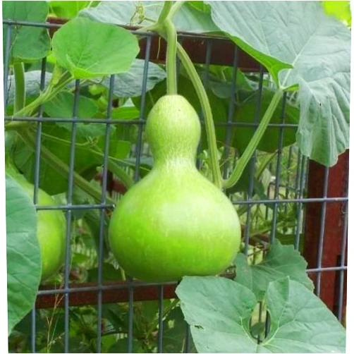 Nianyan 15 seeds Birdhouse Gourd Bottle Heirloom Fresh Beautiful Arts & Crafts Project