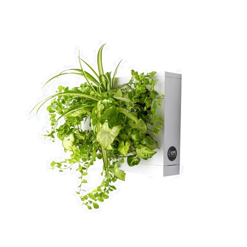 Ortis Green Hang.Oasi.Home - Indoor Vertical Garden, Contains 1 White Planter Unit, Design Your Own Living Wall With Vertical Gardening Planters, Use Indoors, Holds 6 Plants