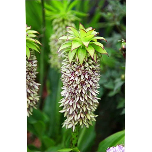 Daylily Nursery 3 Bicolor Pineapple Lily Bulb/ Pineapple Flower/ Eucomis Comosa
