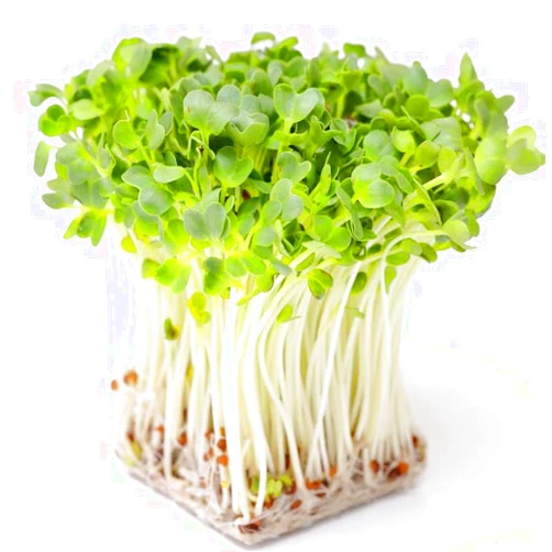 Todd's Seeds Sprouting Seed Mix; Broccoli, Radish, Alfalfa, Non-GMO, Chemical Free, High Germination (One Pound)