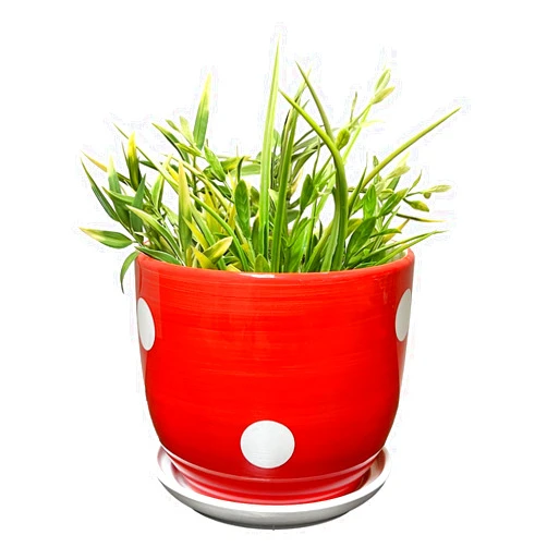 Streamline Imagined Mushroom Spotted Planter