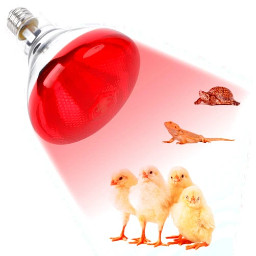 REPTI HOME 250W Red Heat Lamp Bulbs for Chicken,Infrared Flood Light Heat Lamp Bulb, Incandescent Light Heat Lamps for Chicks, Reptile, Pets, Par38 Glass E26 Base