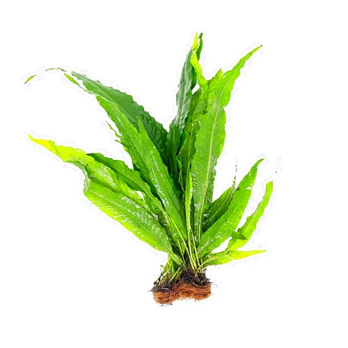 CANTON AQUATICS Live Java Fern Microsorum Pteropus Bare Root Windelov Plant - Great for Modern Aquariums - Provides Shelter to Baby Fish - Long Lasting & Easy to Care Aquatic Plants - Small