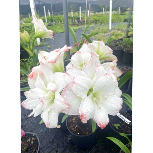 Daylily Nursery 2 Amadeus Amaryllis Big Double Bloom with Pink/Red Accents Bulbs Flowers Rare