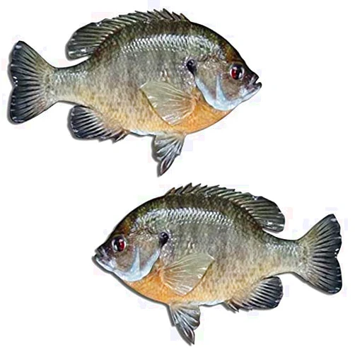 Aftershock Decals Bluegill Fishing Pond Decal Sticker Sunfish Bream Brim Sunny Boat Decals
