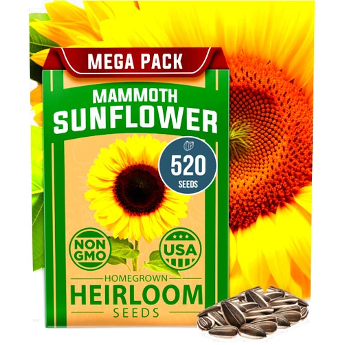 Home Grown Sunflower Seeds to Plant | 520+ Giant Mammoth Sunflower Seeds for Planting Bulk Packet | Heirloom, High Germination, Easy to Grow Jumbo Sun Flower for Home Garden (Helianthus annuus)