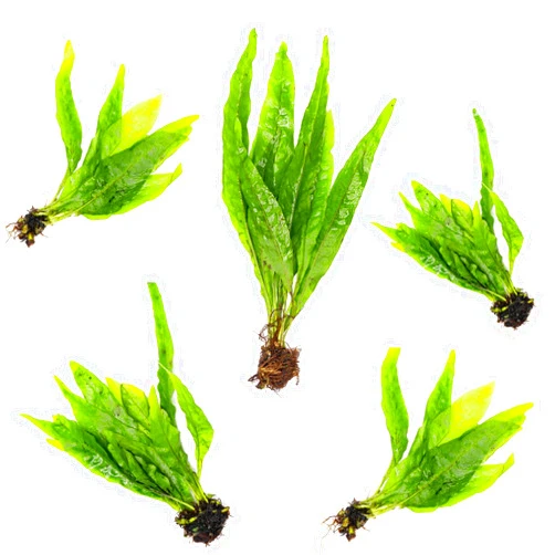 SubstrateSource SubsrateSource Java Fern Live Aquarium Plants - Freshwater Plant for Fish Tanks - Beginner Friendly, Low Light