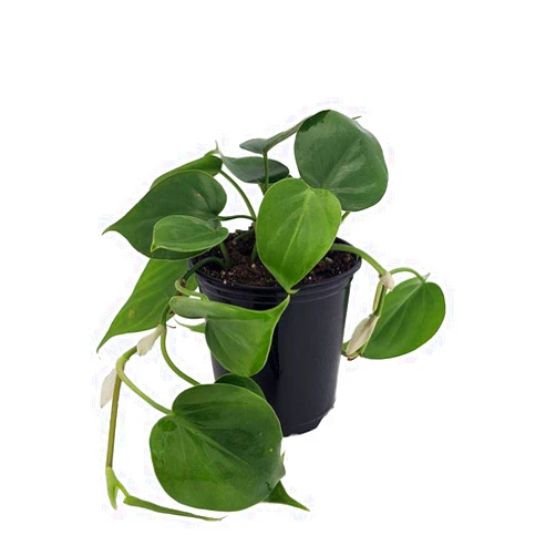 Hirt's Gardens Heart Leaf Philodendron - Houseplant - 3.5