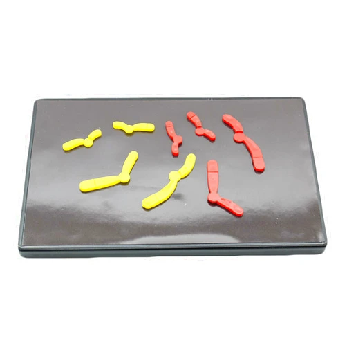 NXZQPYBJ Meiotic Species Chromosome Change Model, Component Magnetic Suction Type Junior High School Biology Student Teaching Instrument