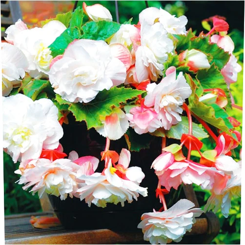 Holland Bulb Farms Angelique Begonia Flower Bulbs - 3 Tuber per Pack - Fragrant - Deer Resistant - Grows Well in Containers - Easy to Grow Live Plants - Outdoor Garden - Full to Part Shade
