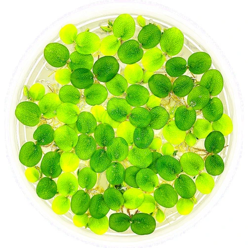 Aquarium Plant Center Water Spangle, Salvinia Minima, Live Aquarium/Aquatic/Freshwater/Floating/Pond Plant/Planted Tank/Aquascaping/Paludarium by Aquarium Plant Center (12 Plants, 60+ Leaves), Green