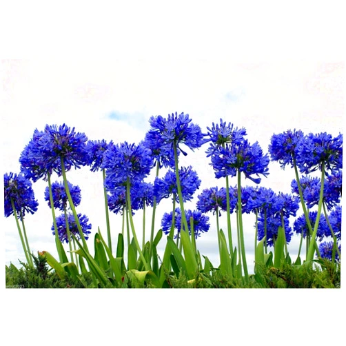 Agapanthus Headbourne Blue Lily of the Nile, 20+ SEEDS Flowers,Blue African Lily Agapanthus africanus