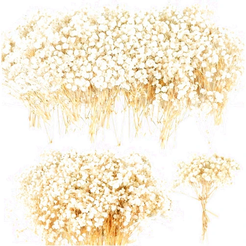 Beerfingo 90+Pcs Mini Dried Babys Breath Flowers, 4700+ Ivory White Baby Breath Flower Bulk, Dried Flowers for Crafts, Wedding Decor Boho Invitation, Resin Candle Making, Dry Babies Flowers, Gypsophila Gifts