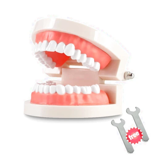 THINKPRICE 1 Pack Standard Teeth Model Adult Standard Typodont Demonstration Denture Model for Kids Dental Teaching, Clean Display, Education, Study (No Wisdom Teeth)(with 2 Fixed Wrench)