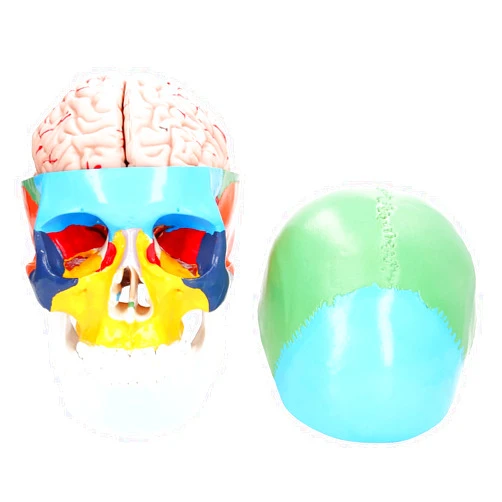 Diydeg Human Brain Anatomical Model, 4D 2 Parts Detachable Durable PVC Material Anatomy Brain Model Learning Resources Brain Model for Science Classroom Study Display Teaching School Home