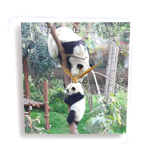 3dRose DPP_164759_2 Baby Panda Learns to Climb Treein Sichuan Province, China Wall Clock, 13 by 13-Inch