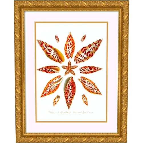 ArtDirect John Chapman 14x18 Gold Ornate Frame and Double Matted Museum Art Print Titled: Encyclopaedia London - Conchology Pl. 06 (1810)