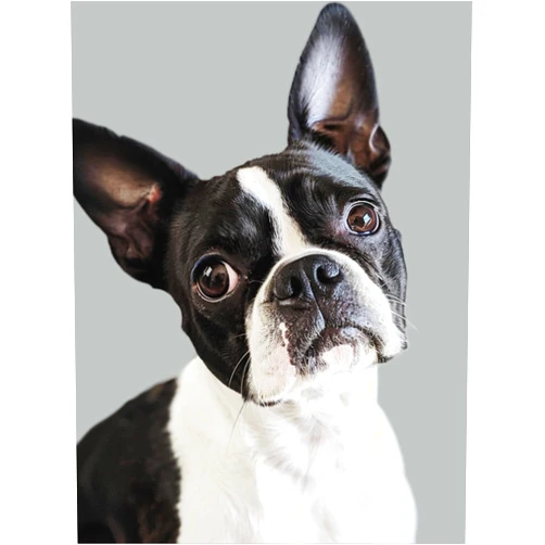 Ourtimfun Diamond Painting Kits Boston Terrier Full Drill Round Beads Diamond Art Gems Stone Cross Stitch DIY Diamond Painting by Number Kits Wall Decoration 12x16inch