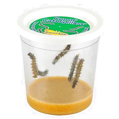 Insect Lore Cup of Caterpillars™ Basic | 5 Live Baby Painted Lady Caterpillars | Refill for Habitat Kit | Caterpillars and Food Included