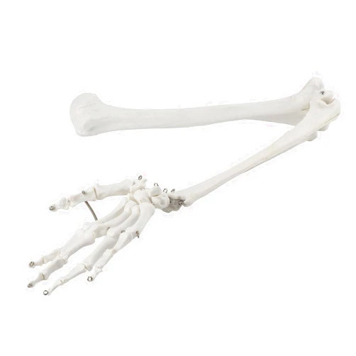 Ottjakin [Anatomy for teaching Model] - Professional Upper Limb Bone Model for Demonstrating Hand and Arm Bones in Human Skeleton - Educational Science Model for Anatomy Instruction