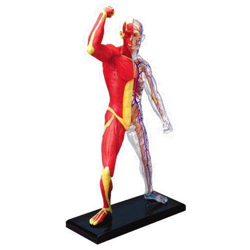 TEDCO Famemaster 4D-Vision Human Muscle And Skeleton Anatomy Model Multi-colored, 10