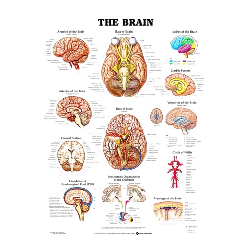 Anatomy Stuff ACC The Brain Anatomical Chart