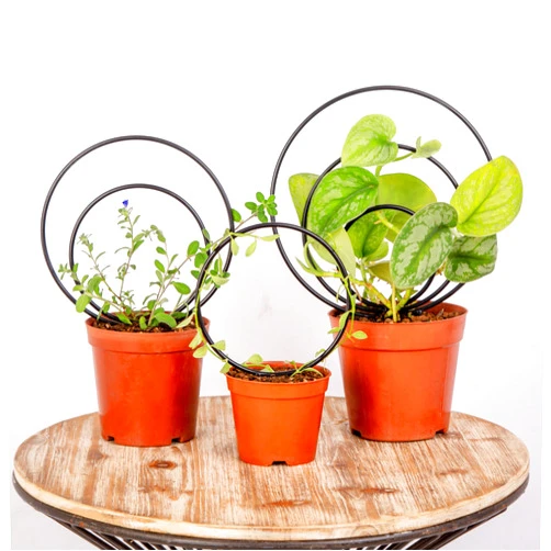Mirthdino Goooxim Premium Hoya Trellis - Unique Metal Plant Support for Climbing Plants - Set of 3 Different Sizes - Ideal for Indoor and Potted Plants